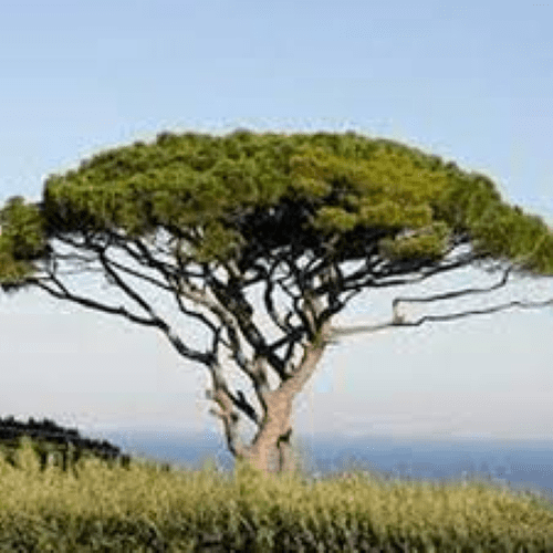 Des images de diff�rentes plantes